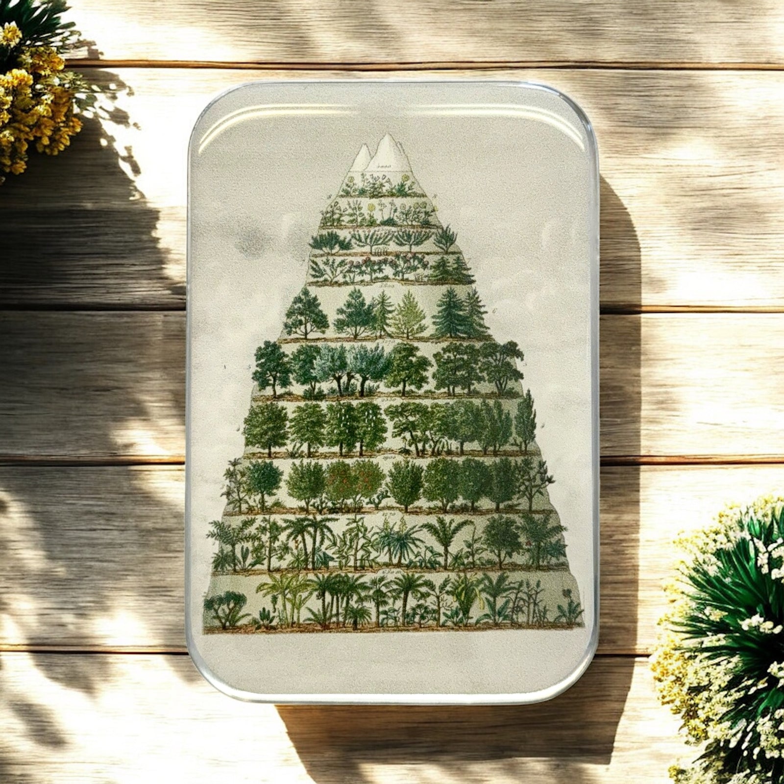 🌿 Nature Meets Nostalgia – Large Tin🌿