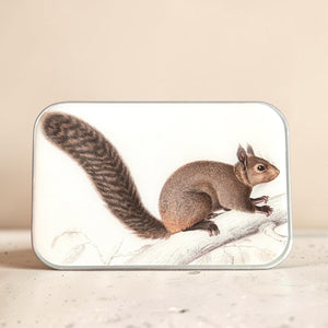 Brown Squirrel Notion Tin