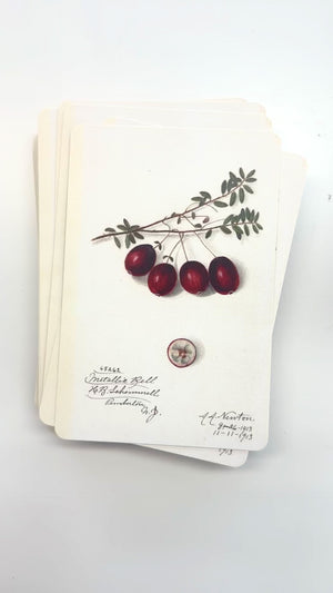 Vintage Botanical Project Goal Cards