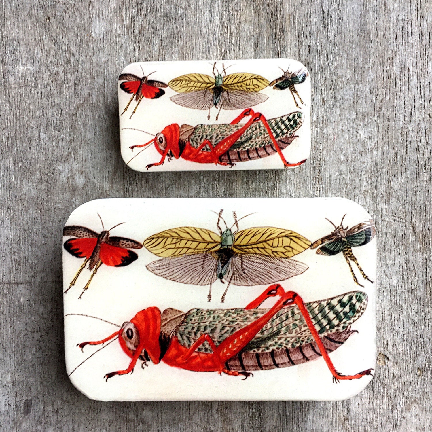 Cricket storage tin